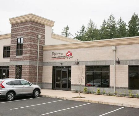 Uptown Animal Hospital & Urgent Care