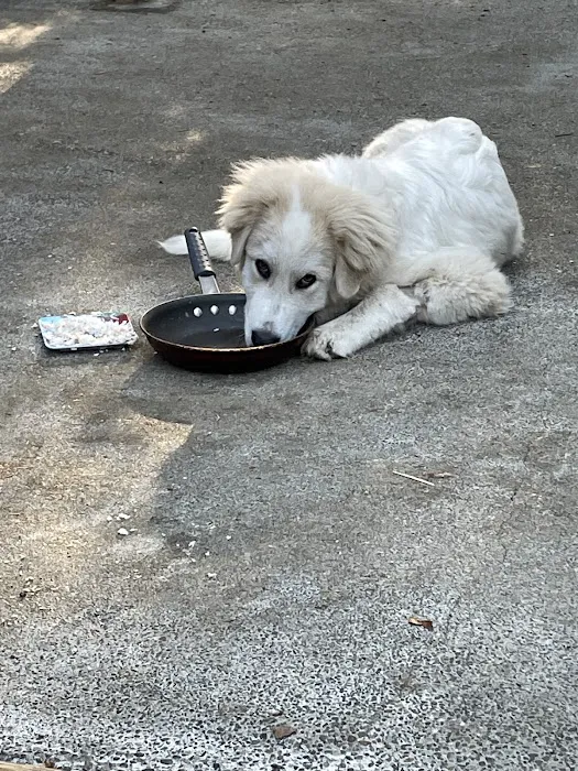Uptown Animal Hospital & Urgent Care Picture 2
