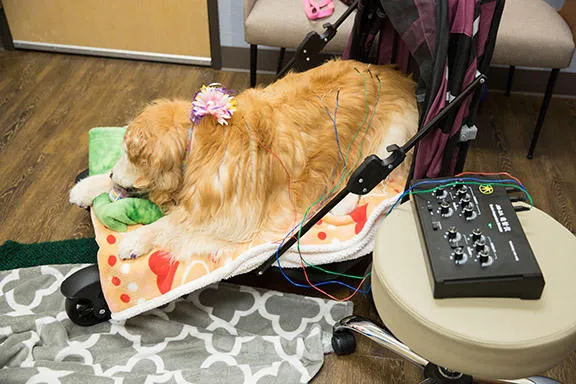 Uptown Animal Hospital & Urgent Care Picture 6