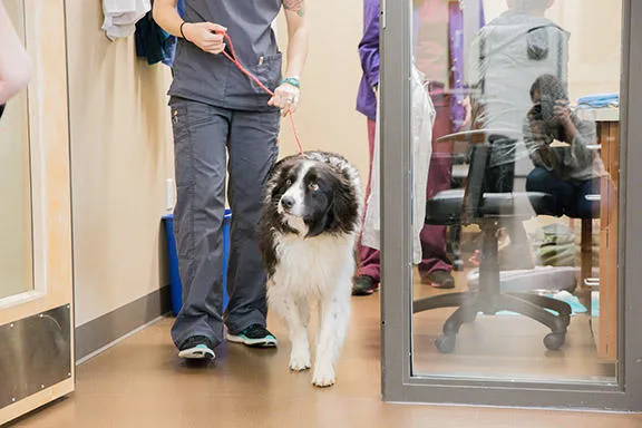 Uptown Animal Hospital & Urgent Care Picture 7