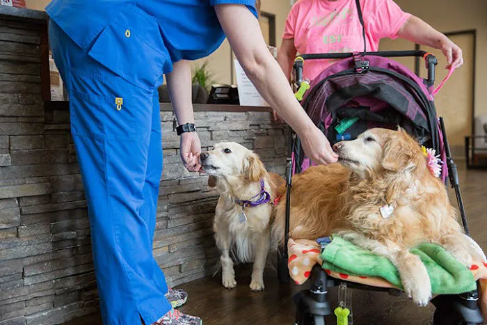 Uptown Animal Hospital & Urgent Care Picture 8