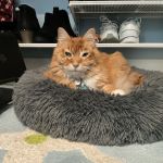 Gig Harbor Veterinary Hospital