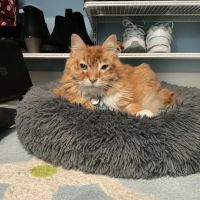 Gig Harbor Veterinary Hospital ico