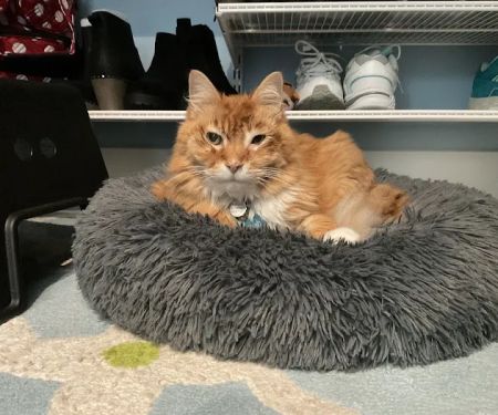 Gig Harbor Veterinary Hospital