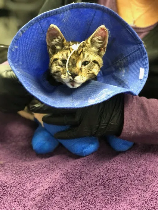 Puget Sound Veterinary Specialty & Emergency Picture 5
