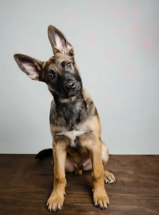Evergreen Animal Hospital Picture 3