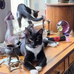 Custer Road Veterinary Clinic