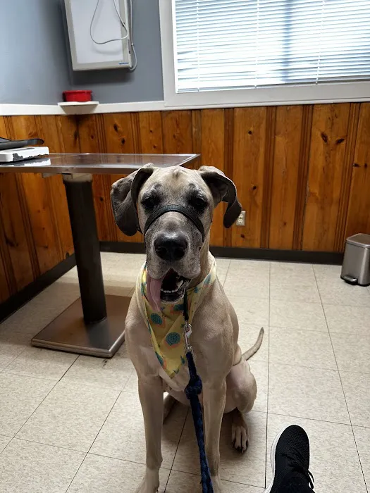 Custer Road Veterinary Clinic Picture 2