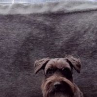 Animal Hospital of Parkland: Peterson Mark A DVM ico