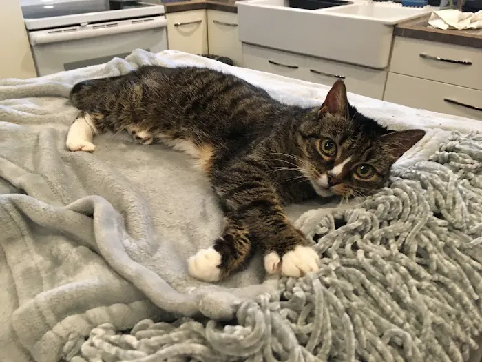 Lakewood Veterinary Hospital Picture 4
