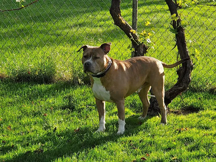 Lakewood Veterinary Hospital Picture 7