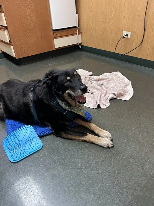 Pet Doctor Picture 1