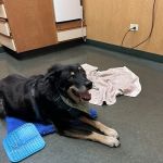 Pet Doctor