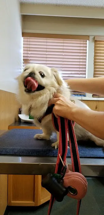 Pet Doctor Picture 4