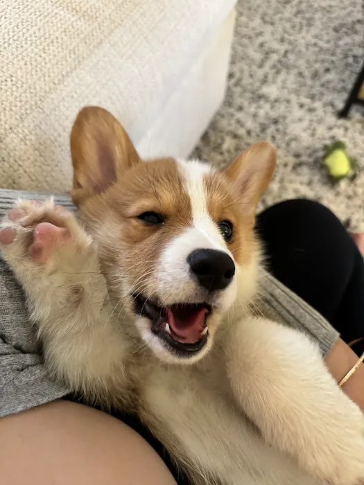 Pet Doctor Picture 5