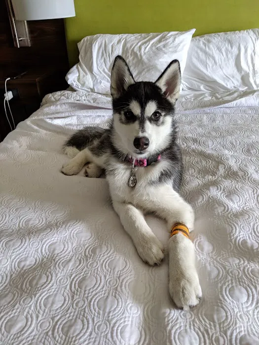 Pet Doctor Picture 7