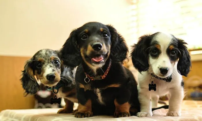 Pet Doctor Picture 8