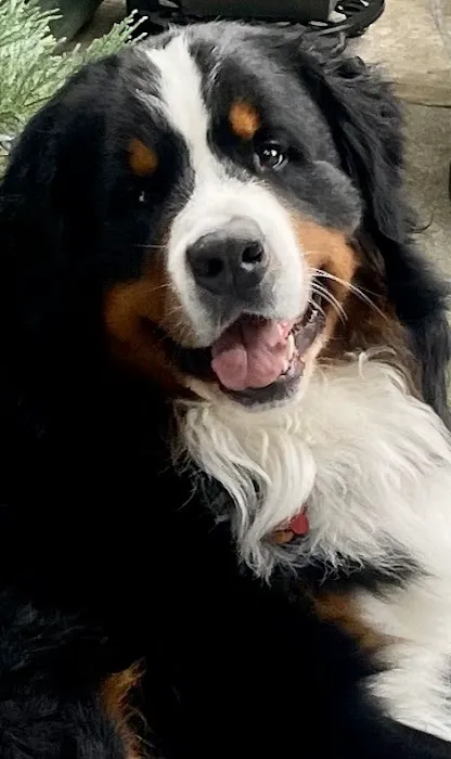 Pet Doctor Picture 10