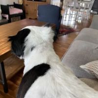 VCA Parkway Animal Hospital ico