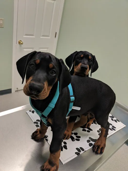 VCA Parkway Animal Hospital Picture 10
