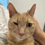 Beach Animal Urgent Care