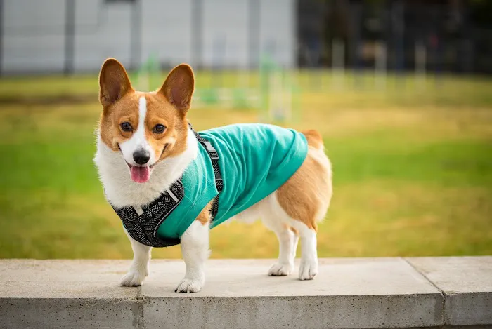 Beach Animal Urgent Care Picture 3