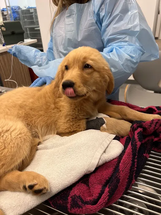 Beach Animal Urgent Care Picture 6