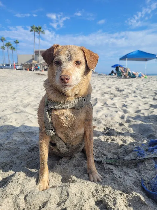 Beach Animal Urgent Care Picture 5