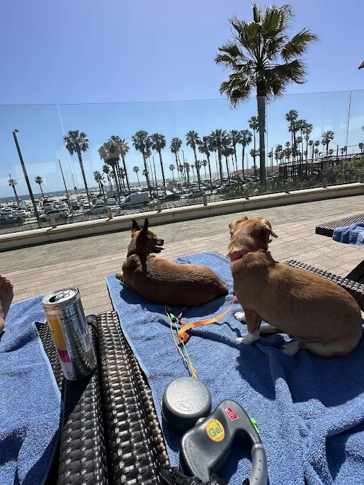 Beach Animal Urgent Care Picture 8