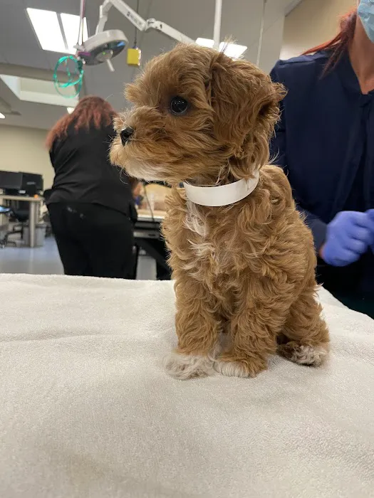 Beach Animal Urgent Care Picture 7