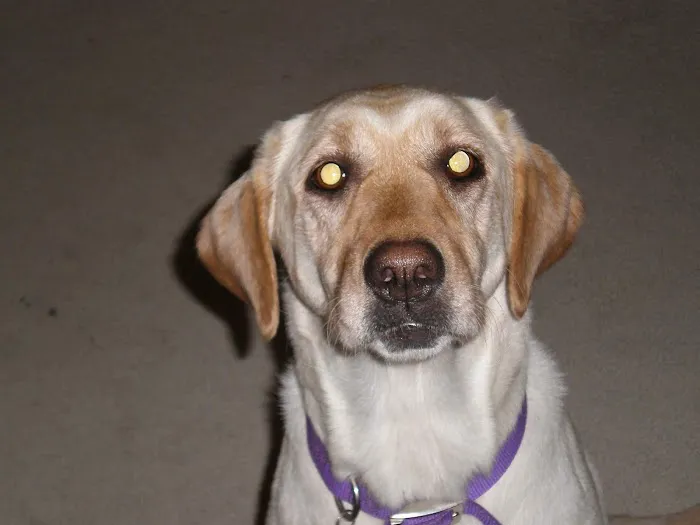Hope Veterinary Care Picture 1