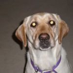Hope Veterinary Care