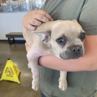 Vetco Total Care Animal Hospital ico