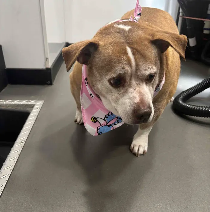 Vetco Total Care Animal Hospital Picture 6