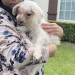 Family Animal Hospital