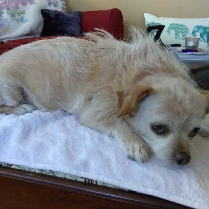 Family Animal Hospital Picture 6