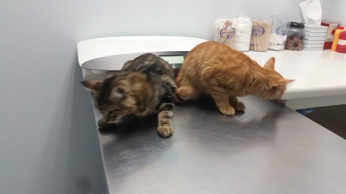 Family Animal Hospital Picture 8