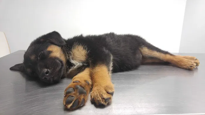 Family Animal Hospital Picture 10
