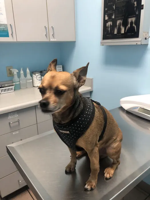 Fairview Pet Hospital Picture 4