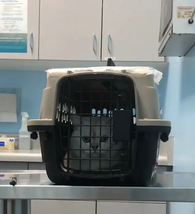 Fairview Pet Hospital Picture 8