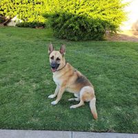 Hamilton Animal Hospital ico