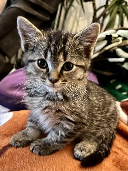 Hamilton Animal Hospital Picture 9
