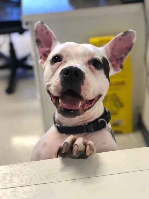 Animal Medical Center of Orange Picture 4