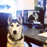 Animal Medical Center of Orange