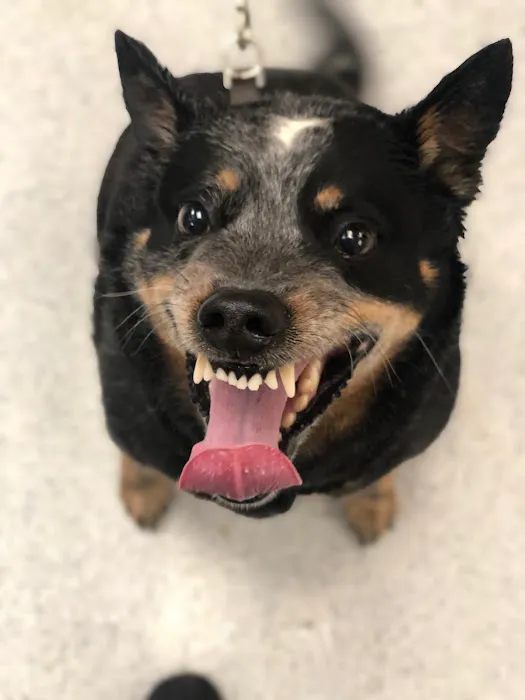 Animal Medical Center of Orange Picture 2