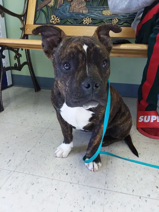 Animal Medical Center of Orange Picture 9