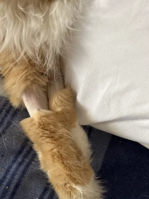 Orange Pet Clinic Picture 6