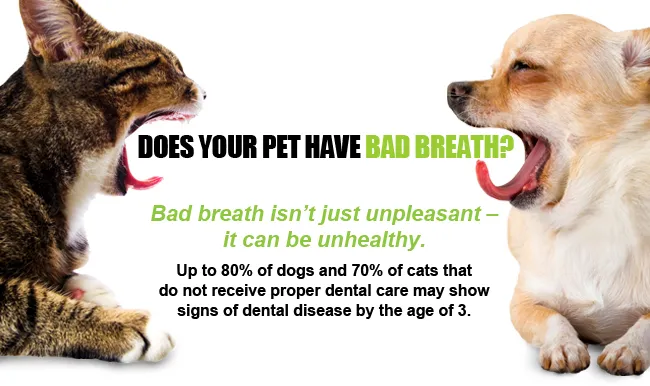 Orange Pet Clinic Picture 10
