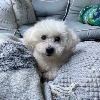 Integrative Veterinary Health Center ico