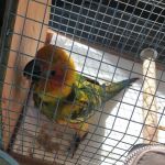 Bird Clinic
